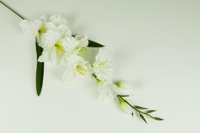 Kvety a kytice / Stopkové kvety  / Gladiol satén stopka
