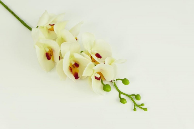 Kvety a kytice / Stopkové kvety  / Orchidea stopka guma