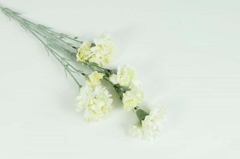 Kvety a kytice / Stopkové kvety  / Karafiát stopka x 7