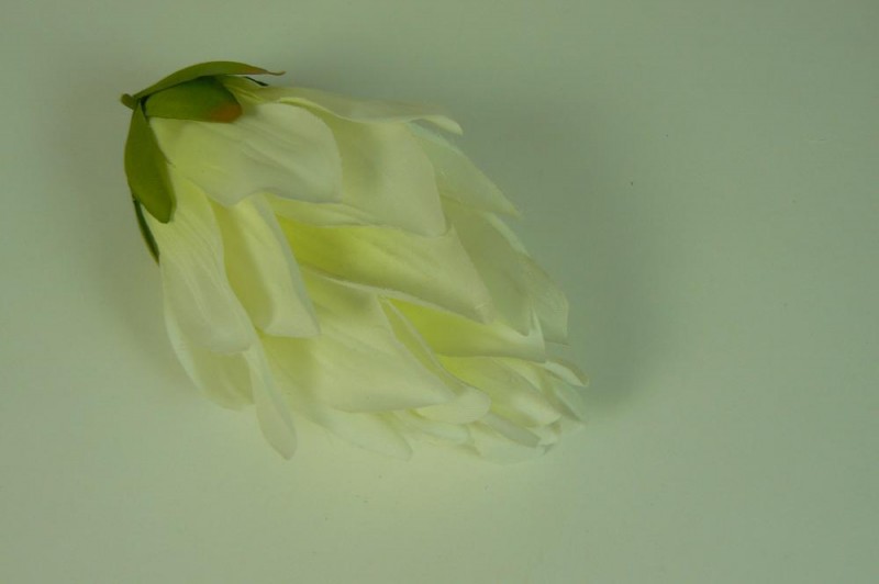 Kvety a kytice / Vencové kvety / Protea vencová veľká Kvety a kytice / Vencové kvety / Protea vencová veľká