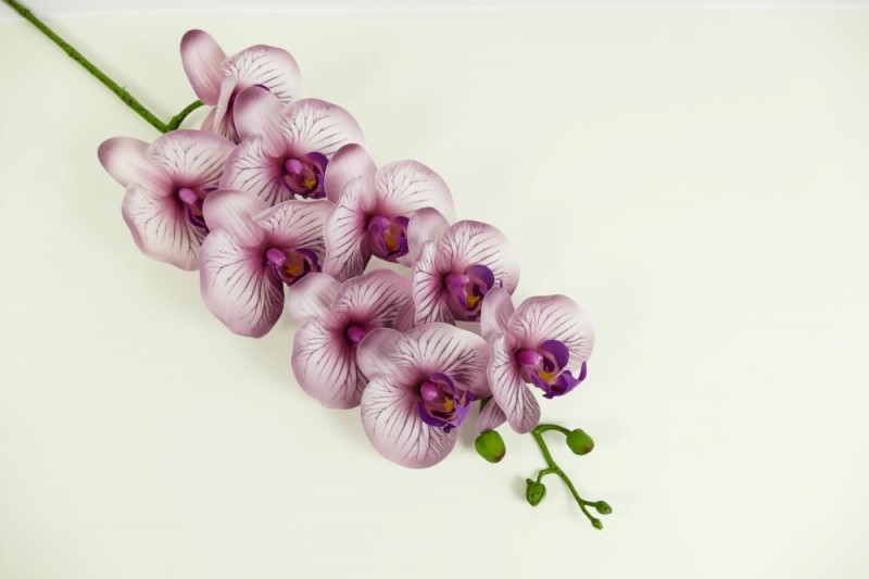 Kvety a kytice / Stopkové kvety  / Orchidea stopka guma mix