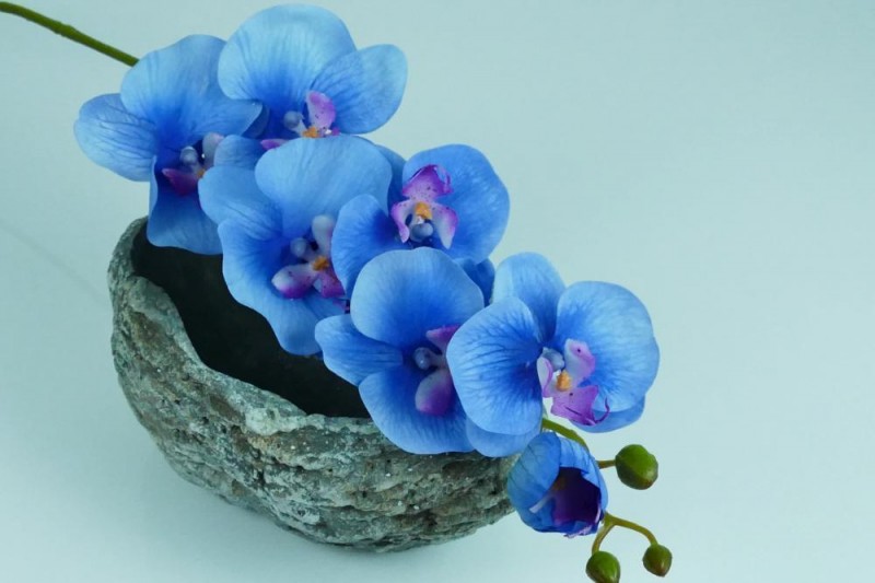 Kvety a kytice / Stopkové kvety  / Orchidea stopka latex