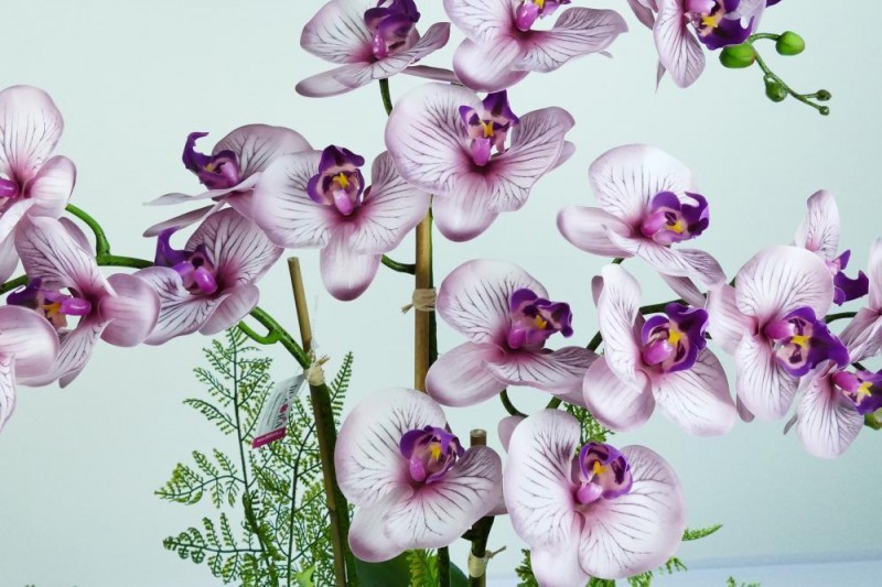 Aranžmá orchidea guma - 