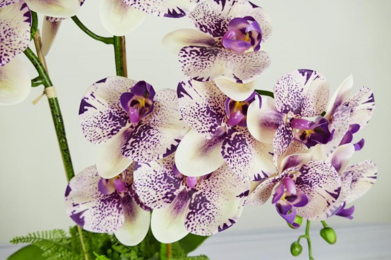 Aranžmá orchidea guma - 