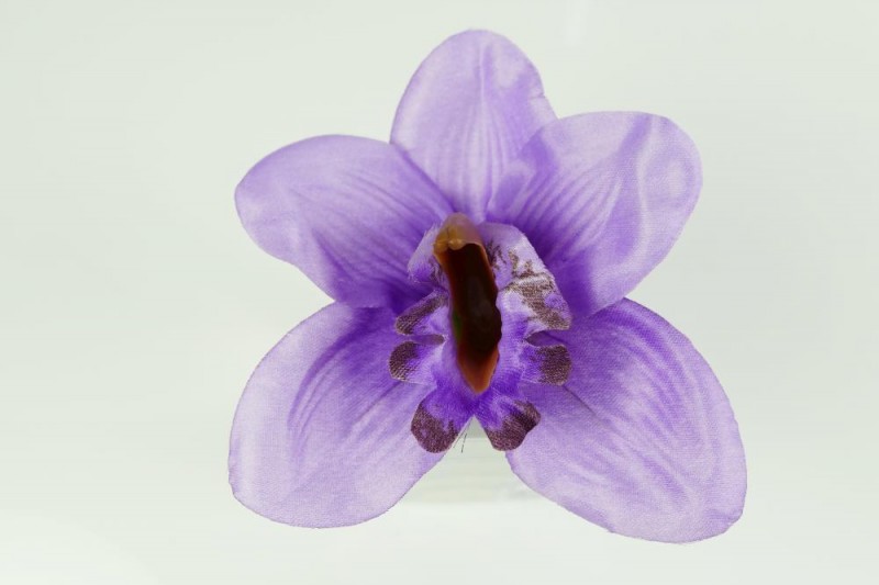 Pamiatka zosnulých / Vencové kvety / Orchidea vencová satén