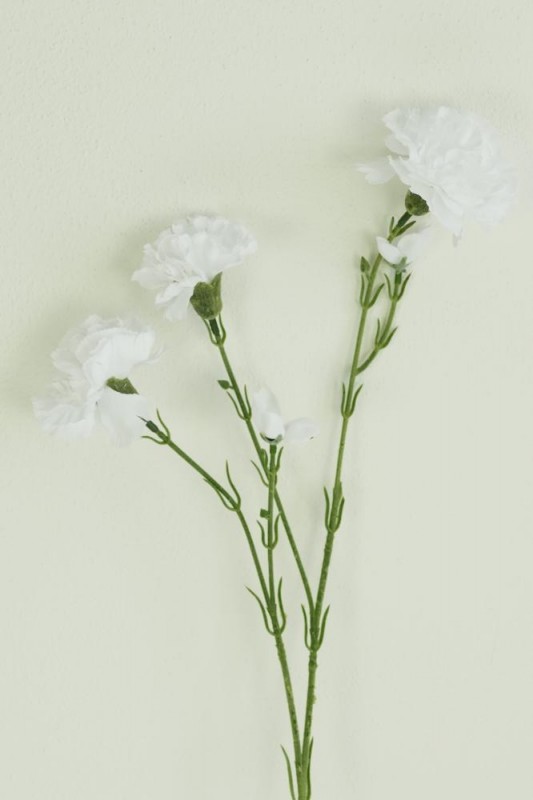 Kvety a kytice / Stopkové kvety  / Karafiát x 3