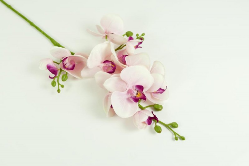 Kvety a kytice / Stopkové kvety  / Orchidea stopka