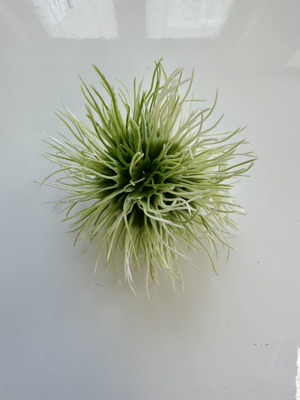 Kvety a kytice / Doplnky k aranžovaniu / Tillandsia