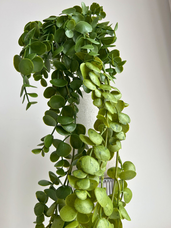 Kvety a kytice / Ťahavé kvety / Eukalypt ťahač