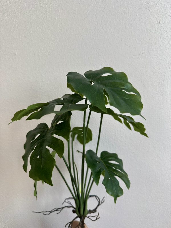 Kvety a kytice / Stromy, okrasné dreviny a sukulenty / Monstera deliciosa s koreňmi Kvety a kytice / Stromy, okrasné dreviny a sukulenty / Monstera deliciosa s koreňmi