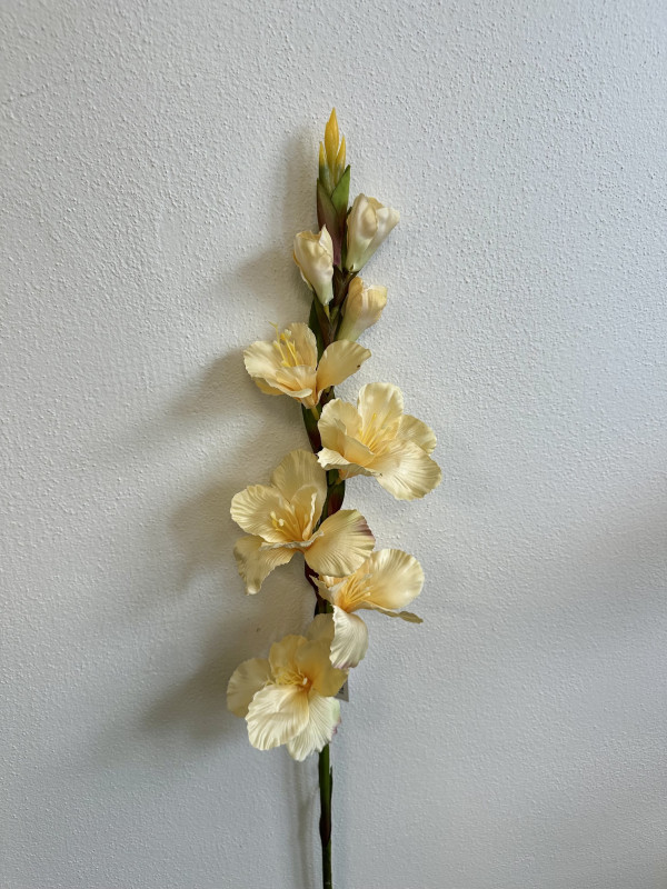 Kvety a kytice / Stopkové kvety  / Mečík (Gladiolus) stopka