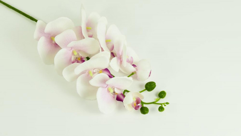Kvety a kytice / Stopkové kvety / Orchidea stopka Kvety a kytice / Stopkové kvety / Orchidea stopka